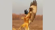 Red Kite Wealth Management